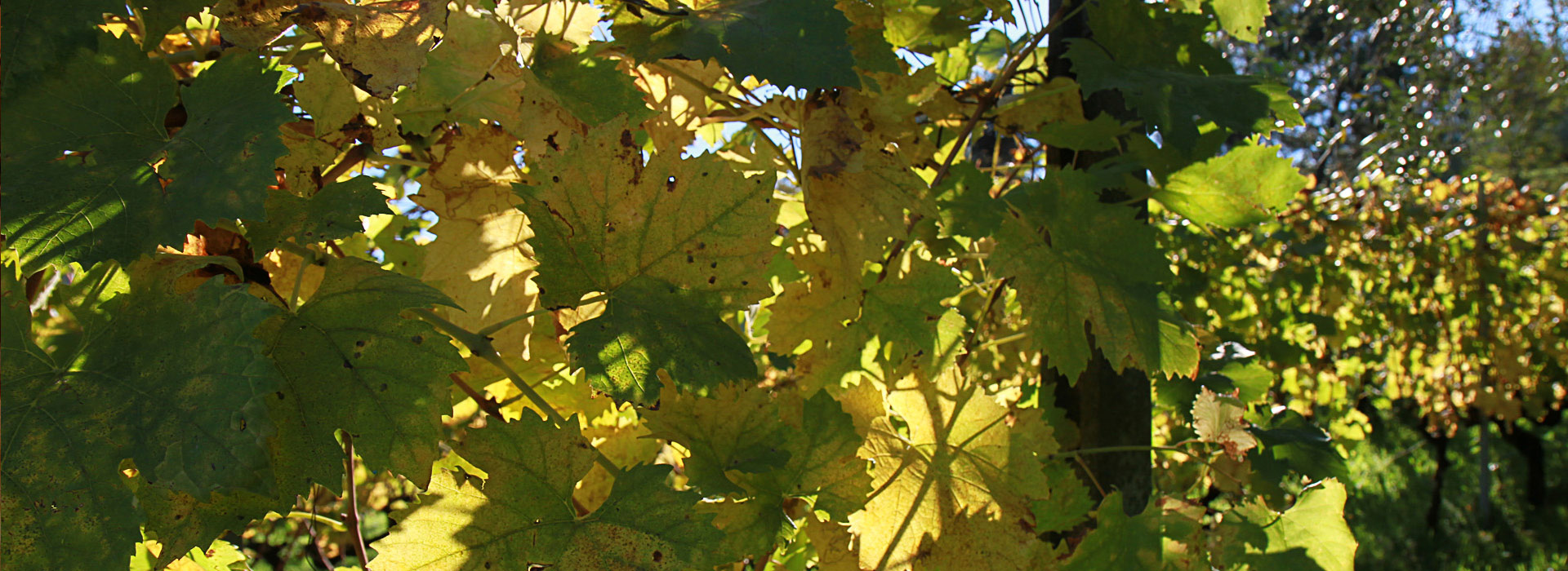 Lamporecchio: Olio, vino e sapori antichi