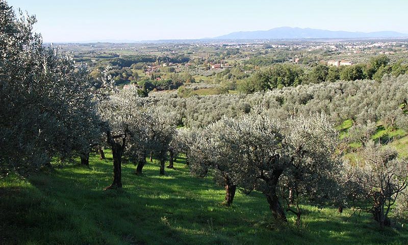 Montalbano fattorie cascine poderi e splendide ville