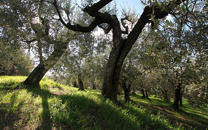 Montalbano meravigliose distese di oliveti