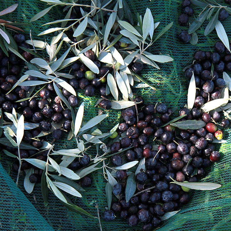 olio toscana montalbano