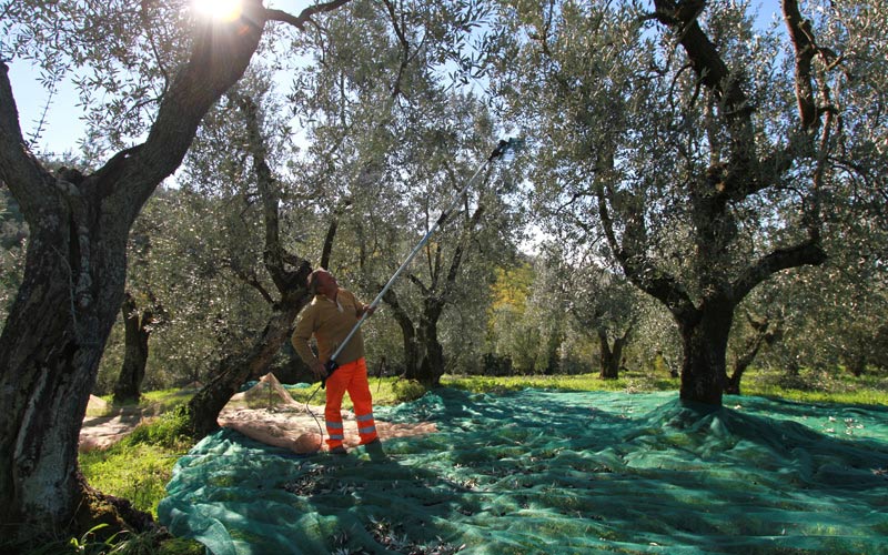 olive cadono nelle reti sotto gli alberi