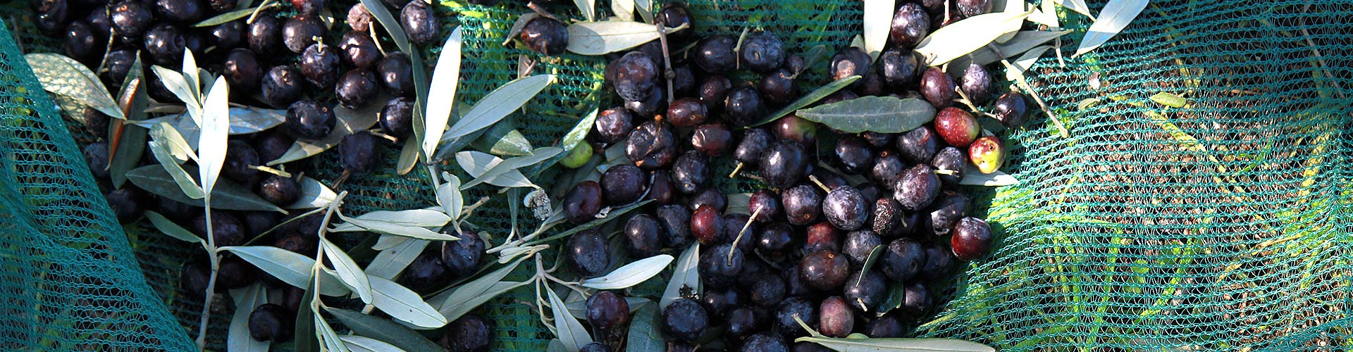 olivi-delle-colline-del-Montalbano