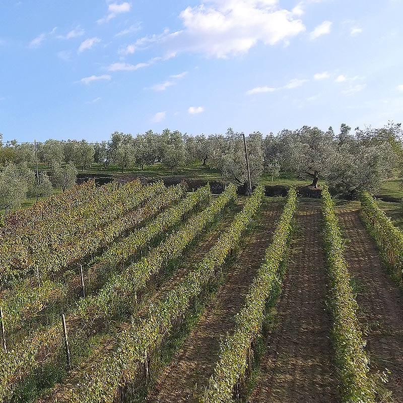 vino montalbano barco reale